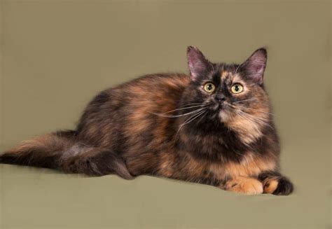 Tortoiseshell Cats 101: Everything You Need To Know