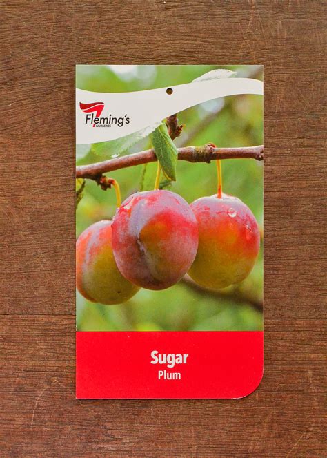 Plum - Sugar (Prune) - Guildford Garden Centre