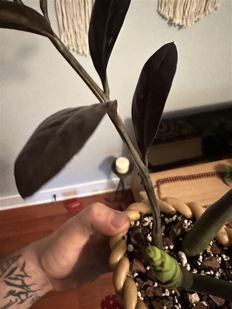 Have this black raven zz plant with some issues. Has new growth but