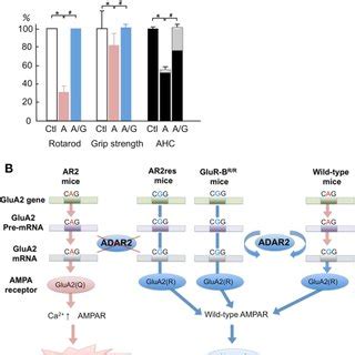 ampa receptor  ca permeability  glua subunit