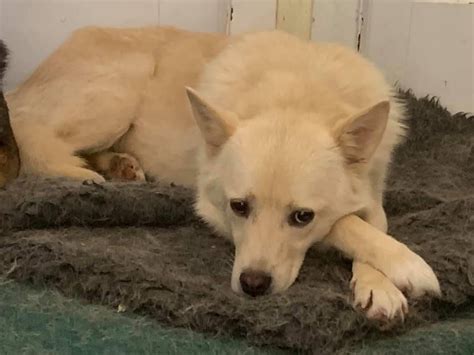 Safe Rescue - Dogs for Adoption - dogsblog.com - Page 27 of 191