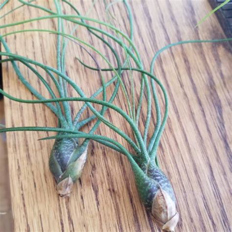 Tillandsia butzii, Airplant (Species) Tillandsia butzii - uploaded by ...