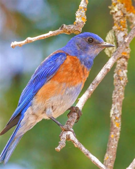 41 Types of Blue Birds (With Pictures & ID Guide)