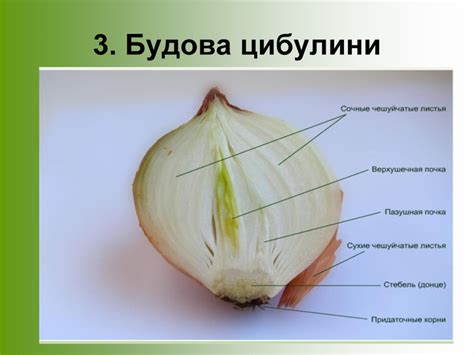 Презентація "Відозміни пагона"