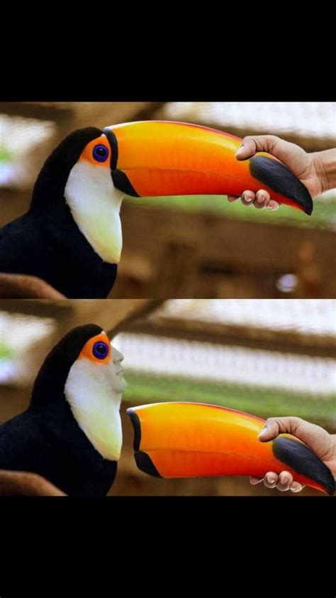 A toucan skull : natureismetal