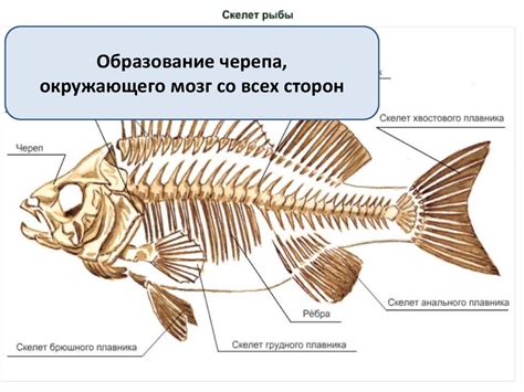 Класс Рыбы - презентация онлайн