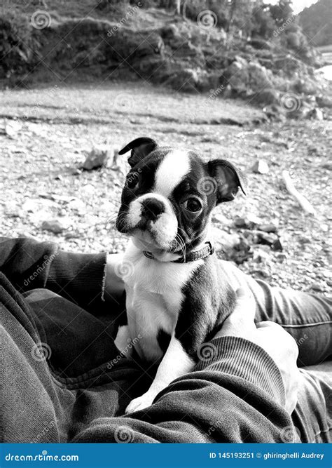 Boston terrier puppy stock image. Image of puppy, pets - 145193251
