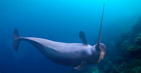 Narwhals – Myths, legends and facts