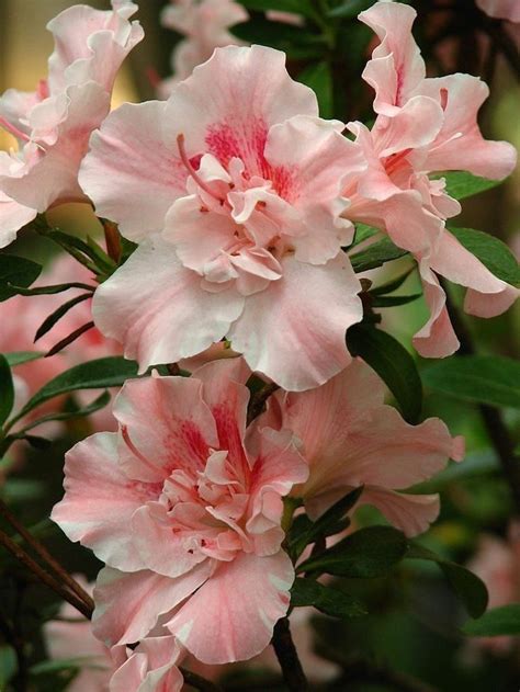 Pin by Valentina Parshikova on АЗАЛИИ КАМЕЛИИ | Amazing flowers ...