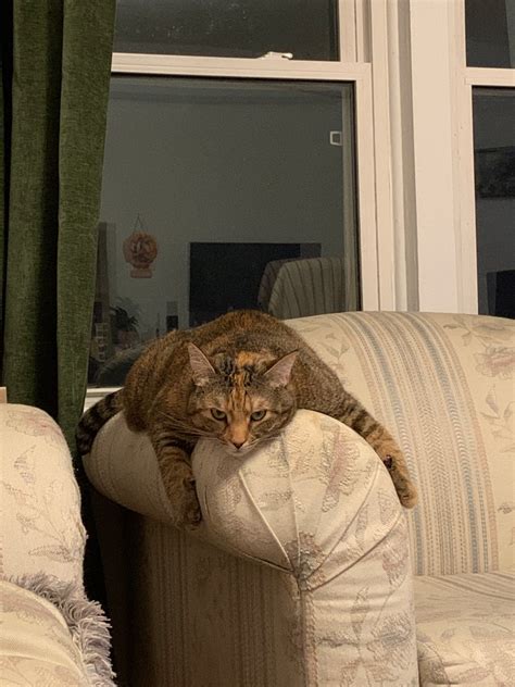 Create meme "kitty , tabby cat, cats " - Pictures - Meme-arsenal.com