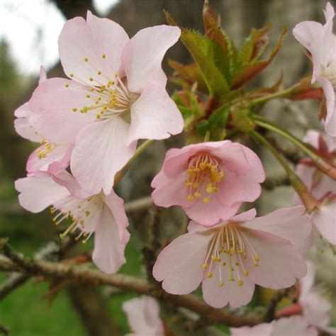 Ornamental Flowering Cherry Blossom Tree Dwarf - Nipponica 'Ruby