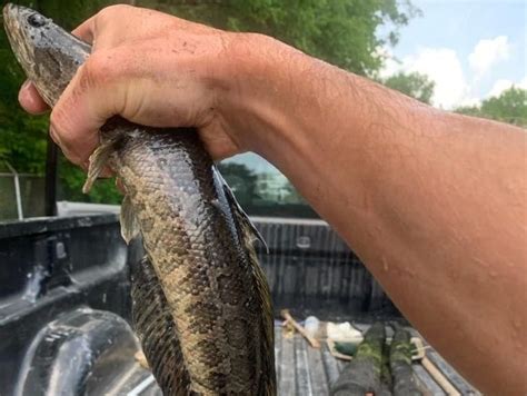 Northern Snakehead 'Frankenfish' Seen in Missouri - Business Insider