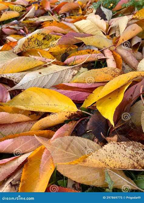 Leaves With Small Spots. Royalty-Free Stock Photo | CartoonDealer.com