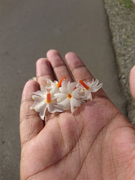 Shefali Flower Stock Photos - Free & Royalty-Free Stock Photos from ...