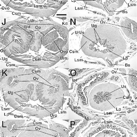 (PDF) Female reproductive anatomy: cloaca, oviduct, and sperm storage