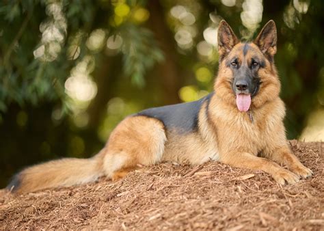 Alsatian Dog | Price, Types, Breed Profile ️, Care, Health