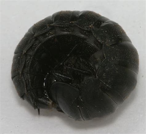 Black Carrion Beetle Larva and Adult | The Backyard Arthropod Project
