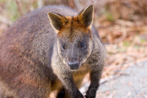Brush-Tailed Rock Wallaby 841943 Stock Photo at Vecteezy