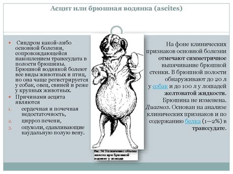 Болезни печени и брюшины у животных - презентация онлайн