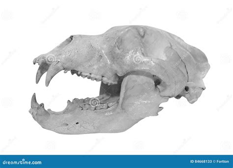 bear skull stock image image  wild mammal wildlife
