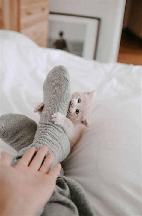 Warum beißt meine Katze meine Füße?