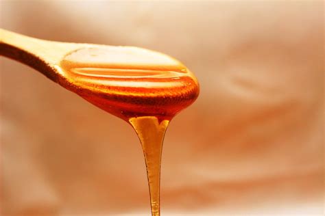 Can Dogs Have Manuka Honey? - Rested Paws