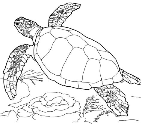 30+ Desenhos para colorir de Tartaruga - Dicas Práticas
