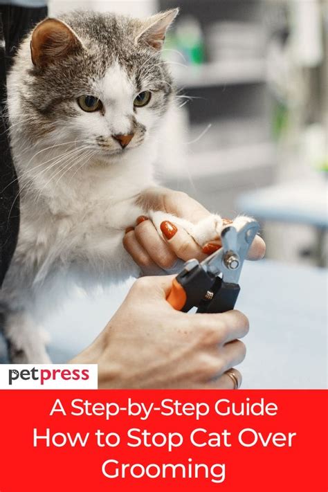 A Step-by-Step Guide: How to Stop Cat Over Grooming