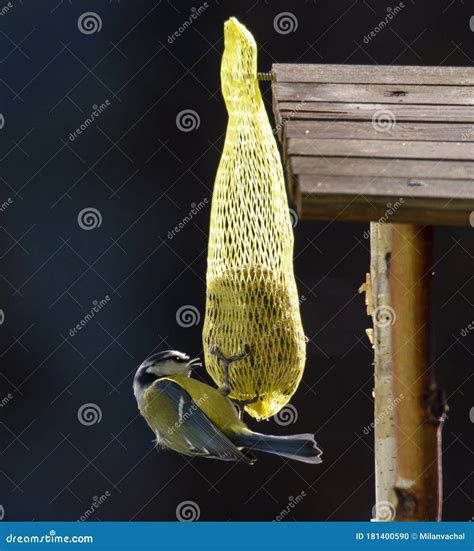 Great Tit Parus Major Feeding on a Fat Ball Stock Photo - Image of