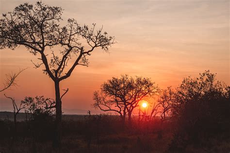 Free picture: acacia, branches, backlight, sunset, silhouette, sunrays ...