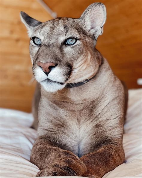PHOTOS: Rescued Puma Can’t Go Back in the Wild, Enjoys Life Like Any ...