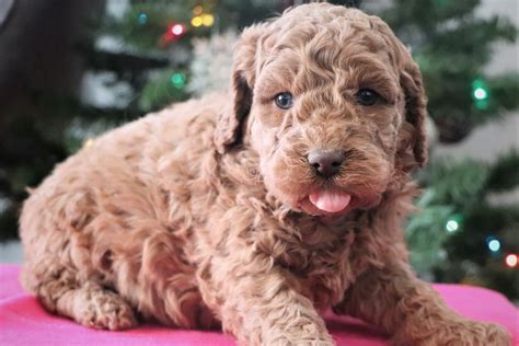 Available — Mini Labradoodle Puppies