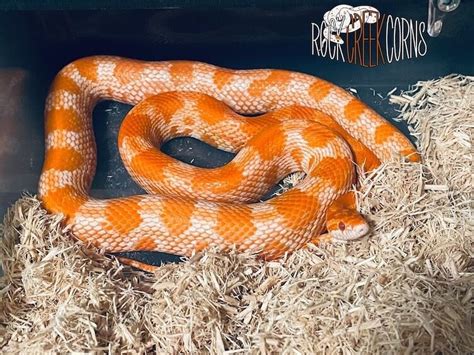 corn snake morphs  color genetics rarity  reptiles
