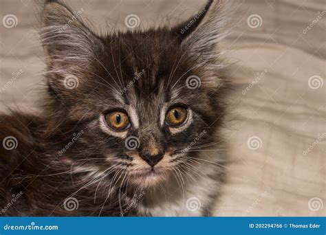 Baby Maine Coon Cat Looks Ahead Stock Photo - Image of family, tree ...