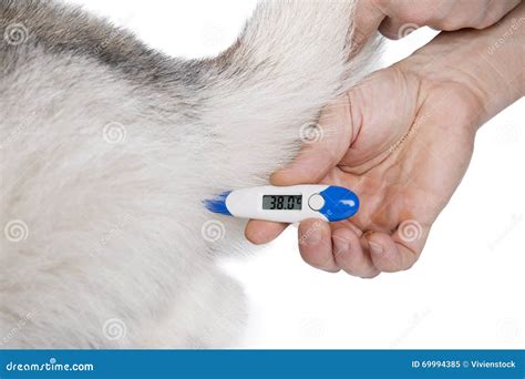 temperature measurement  dogs stock image image  sick fever