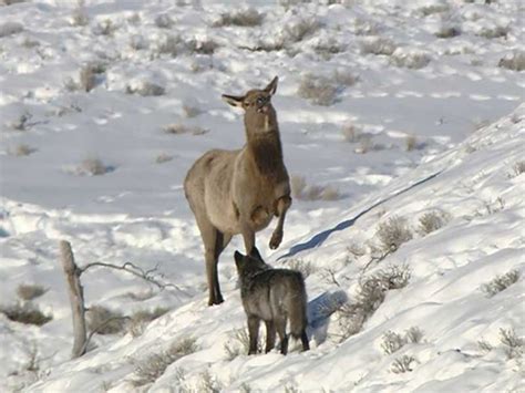 Are Yellowstone Elk Afraid of the Big Bad Wolf? - Newsweek