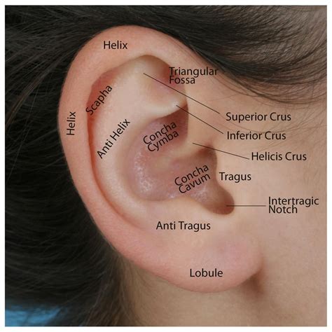 The Ear Ear Anatomy Medical Anatomy Human Anatomy And - vrogue.co