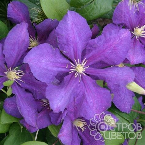 Клематис Лютер Бербанк - купить саженцы Clematis Luther Burbank почтой ...