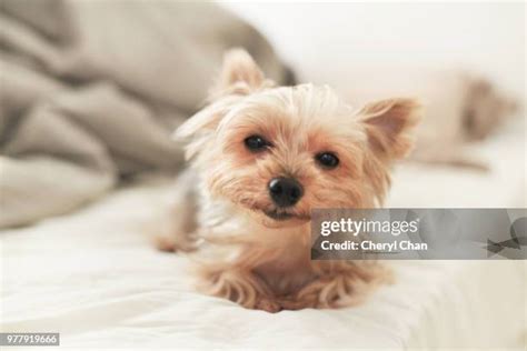 Yingying Photos and Premium High Res Pictures - Getty Images