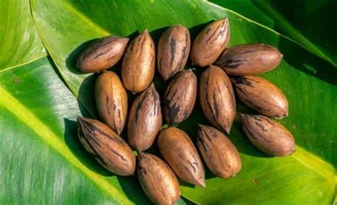 How To Shell Pinon Nuts - KitchenVile