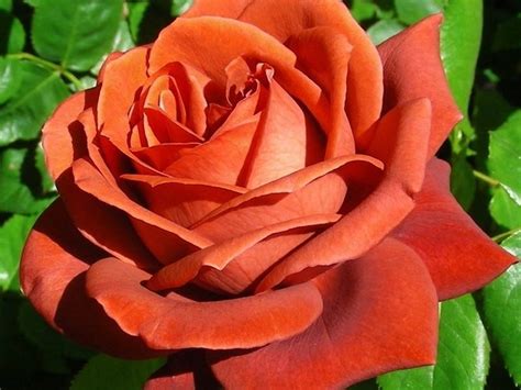 Роза терракота фото и описание и уход