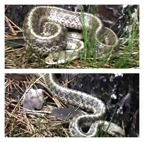 Grant Co., WV. Garter snake? Curious little camping buddy... : r