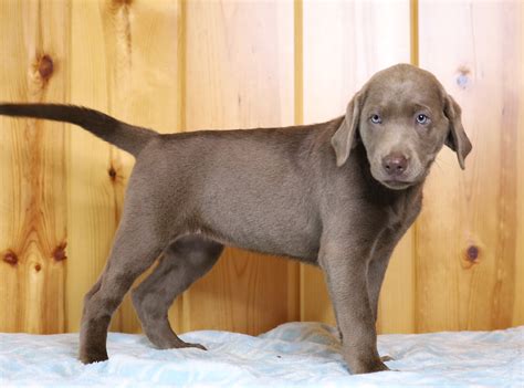 AKC Registered Silver Labrador Retriever For Sale Fredericksburg, OH F – AC Puppies LLC