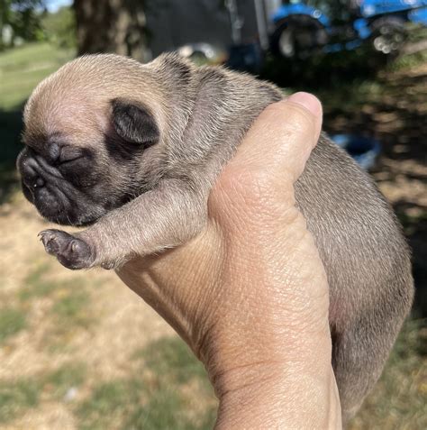 Sable and Black and Tan French Bulldog Males Litter Page: Born 9/13/22 - The French Bulldog of