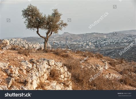 5,256 Olive Palestine Images, Stock Photos & Vectors | Shutterstock