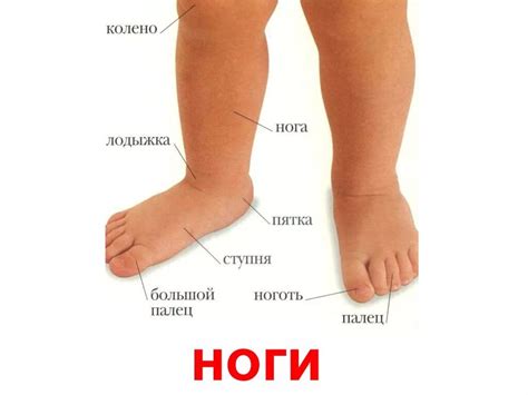 Названия ступни