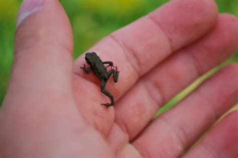 Froglet Stock Photos, Royalty Free Froglet Images | Depositphotos