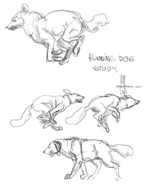 Gesture Drawings: Running dog study