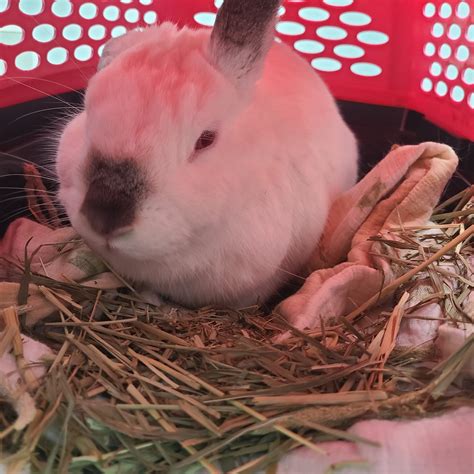 Surprise vet visit to clear her for RHDV vax -- At least I die knowing