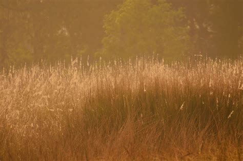 Tadoba National Park - Tadoba Andharai Tiger Reserve Guide